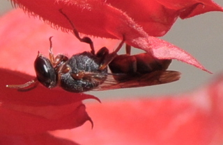 Hylaeus heraldicus Membrane bee
