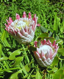 Protea cynaroides, King Protea South Africa