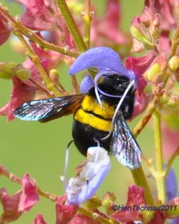 Xylocopa caffra female carpenter bee