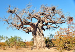 Adansonia digitata African Baobab