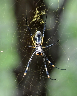 Nephila senegalensis Banded-legged golden orb-web spider