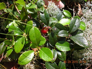 Gaultheria procumbens, Eastern teaberry
