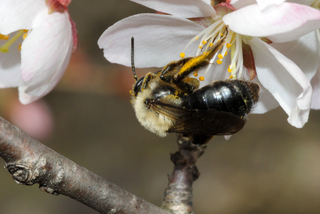 Andrena carlini f on cherry blossom