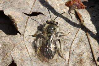 Andrena erigeniae f
