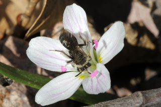 Andrena erigeniae f on spring beauty