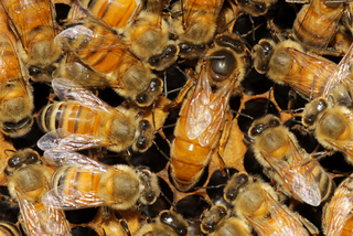 Apis mellifera, Honey Bee, queen surrounded by workers
