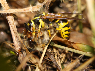 Vespula maculifrons cutting up dead honeybee to take to babies