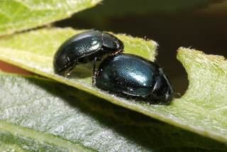 Plagiodera versicolora Imported Willow Leaf Beetle
