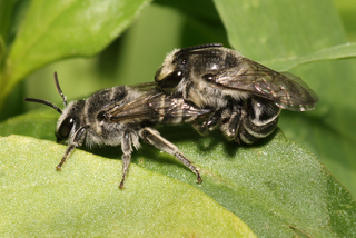 Colletes latitarsis Broad-footed Cellophane Bee