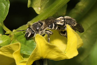 Colletes latitarsis Broad-footed Cellophane Bee