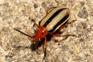 Lema daturaphila Three-lined Potato Beetle
