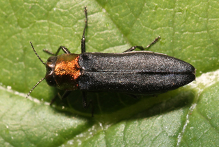 Agrilus ruficollis Red-necked Cane Borer