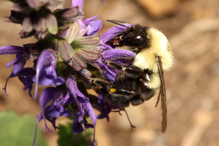 Bombus bimaculatus Two-spotted Bumble Bee