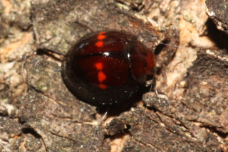 Chilocorus bipustulatus Heather Lady Beetle