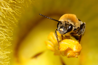 Peponapis pruinosa Pruinose Squash Bee