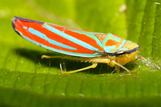 Graphocephala coccinea Red-banded Leafhopper