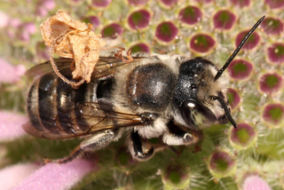 Megachile texana Texas Leaf-cutter Bee
