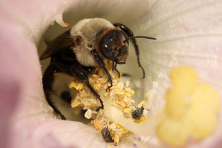 Ptilothrix bombiformis Hibiscus Bee