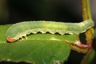Allantus cinctus Curled Rose Sawfly