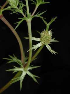 Eryngium heterophyllum, branch