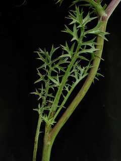 Eryngium heterophyllum, leaves