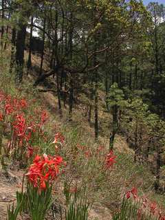 Sprekelia formosissima, plant and habitat