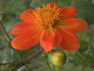 Dahlia coccinea, flower