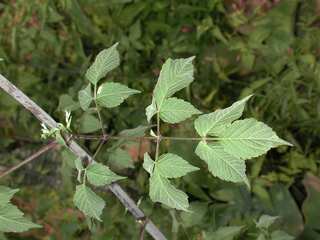 Dahlia coccinea, leaf