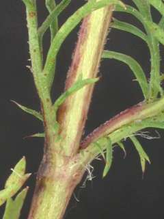Dyssodia papposa, leaf