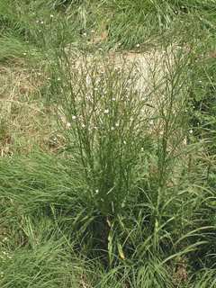Symphyotrichum subulatum, habitat