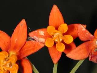 Asclepias curassavica, flower