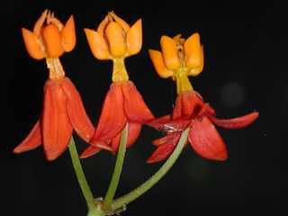 Asclepias curassavica, flowers