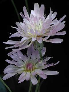Pinaropappus roseus, flower bud