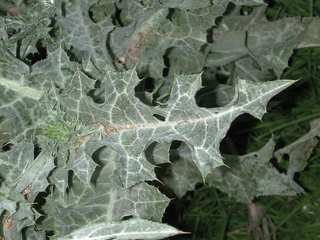 Silybum marianum, leaf