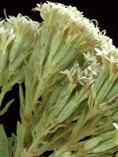 Stevia serrata, flower buds