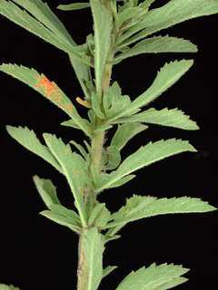 Stevia serrata, leaves