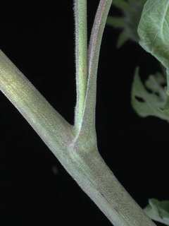Tithonia tubiformis