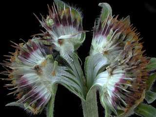 Tithonia tubiformis, flower bud