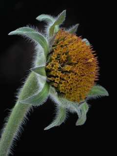 Tithonia tubiformis, flower bud