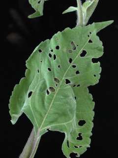 Tithonia tubiformis, leaf