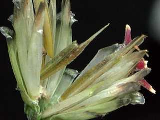 Zinnia peruviana, flower bud