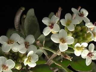 Nasturtium officinale, flowers