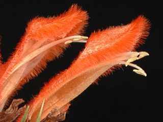 Leonotis nepetifolia, flowers