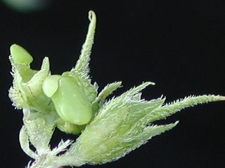 Psoralea rhombifolia, fruit