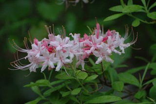 Rhododendron canescens, Mountain azalea