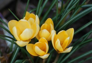 Crocus sativus, Saffron crocus