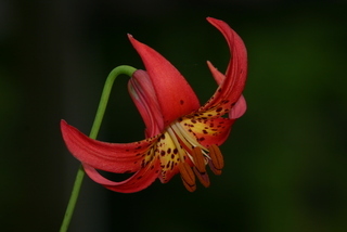 Lilium canadense