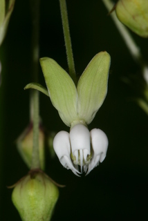 Asclepias amplexicaulis, flower close up