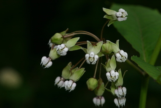 Asclepias amplexicaulis, flower umbel