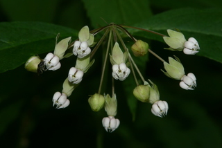 Asclepias amplexicaulis, flower umbel